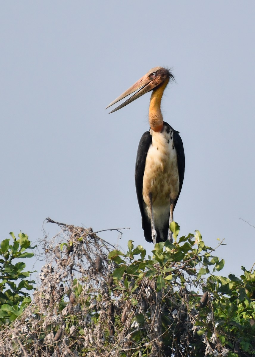 Lesser Adjutant - ML619887529