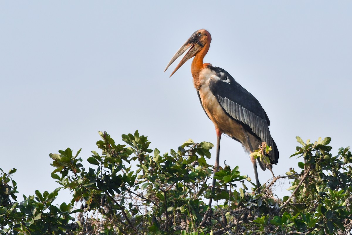 Greater Adjutant - ML619887530