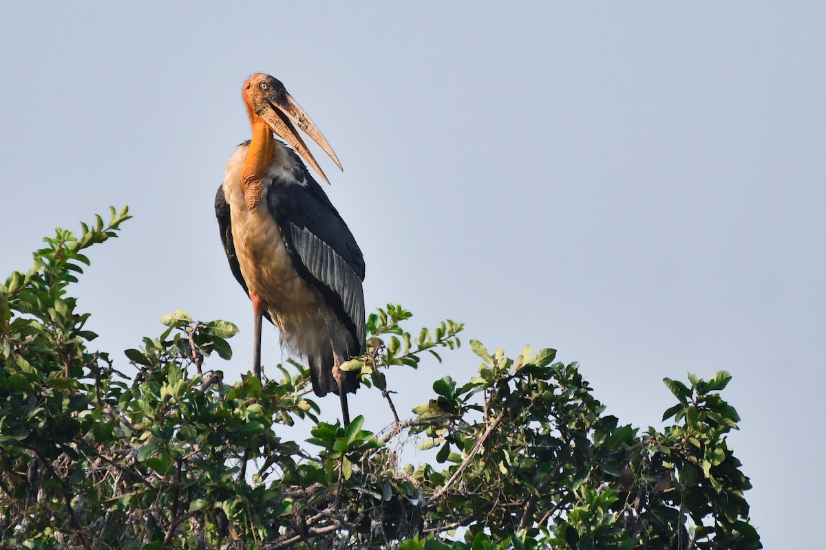 Greater Adjutant - ML619887535