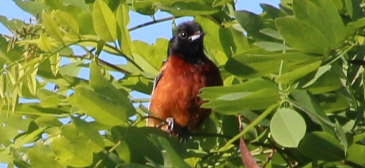 Orchard Oriole - ML619887536