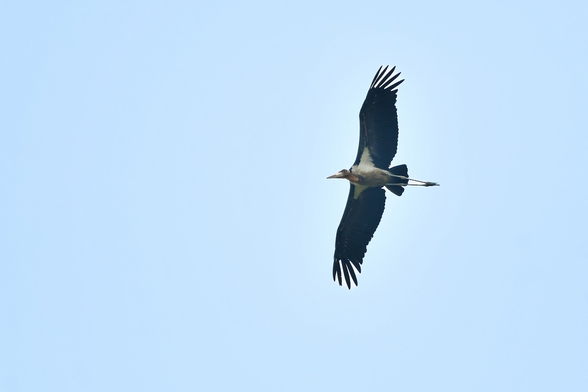 Greater Adjutant - ML619887541