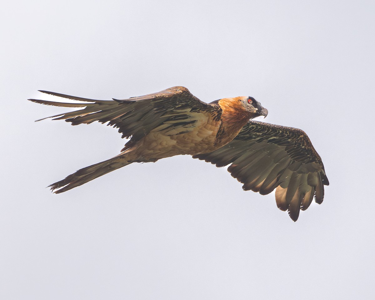 Bearded Vulture - Stuart Campbell