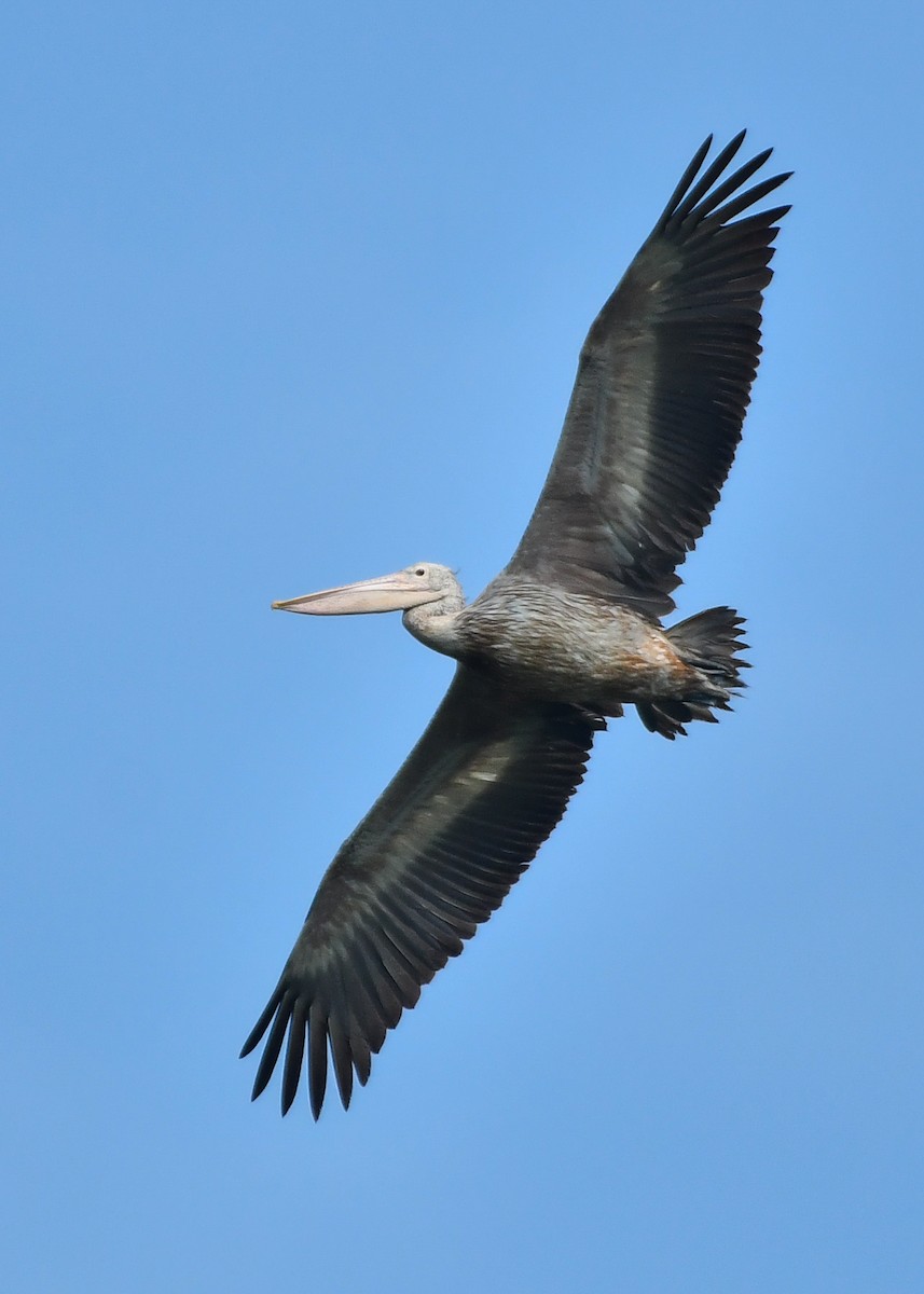 pelikán skvrnozobý - ML619887556
