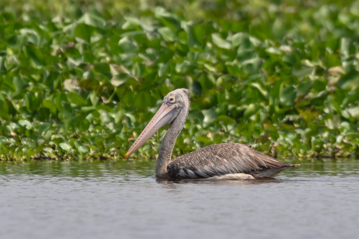 pelikán skvrnozobý - ML619887558