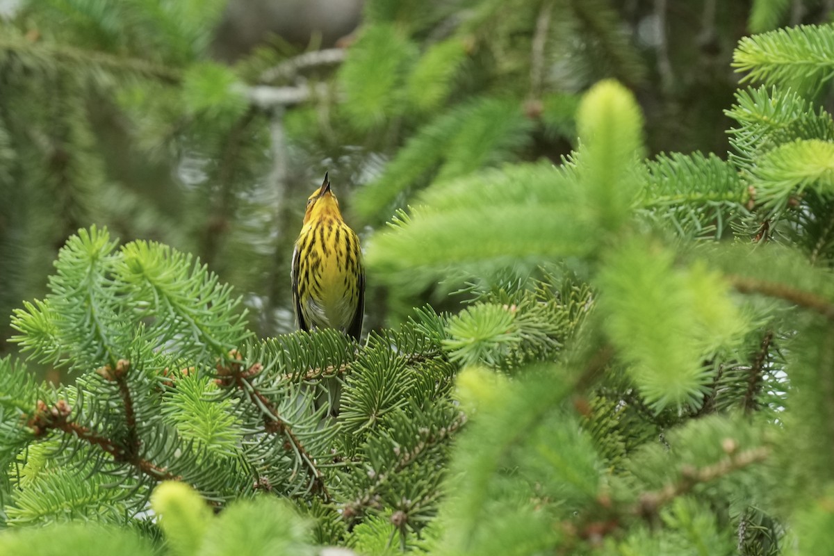 Cape May Warbler - ML619887559