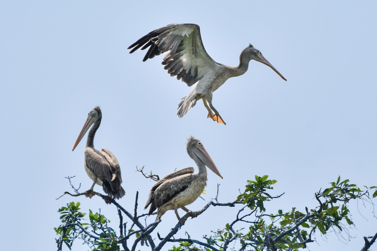 pelikán skvrnozobý - ML619887560