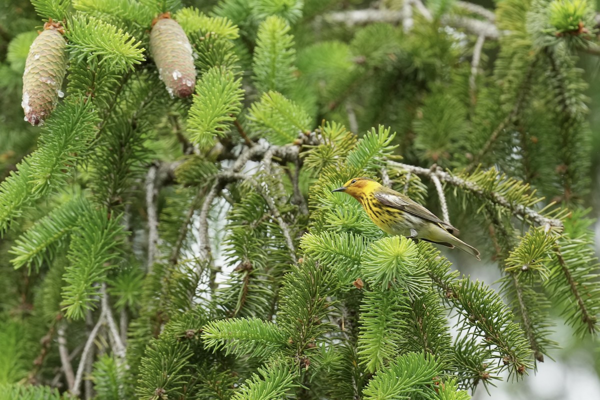 Cape May Warbler - ML619887562