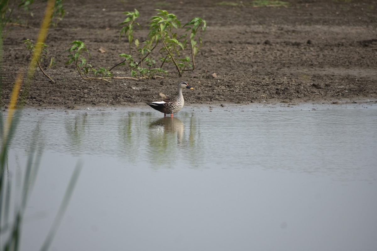 Indian Spot-billed Duck - ML619887564