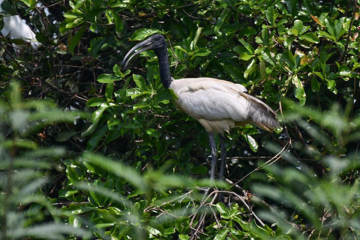 ibis černohlavý - ML619887567