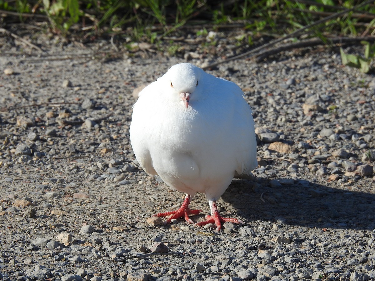 Сизый голубь (Одомашненного типа) - ML619887572