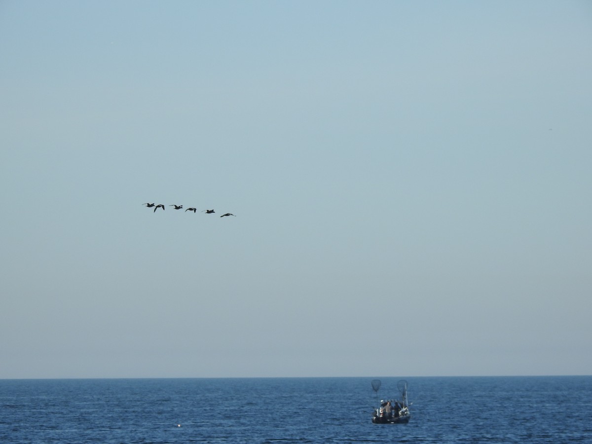 White-winged Scoter - ML619887585