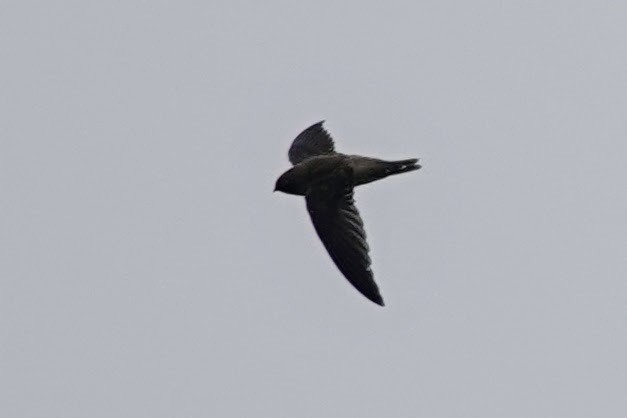 Indian Swiftlet - ML619887587