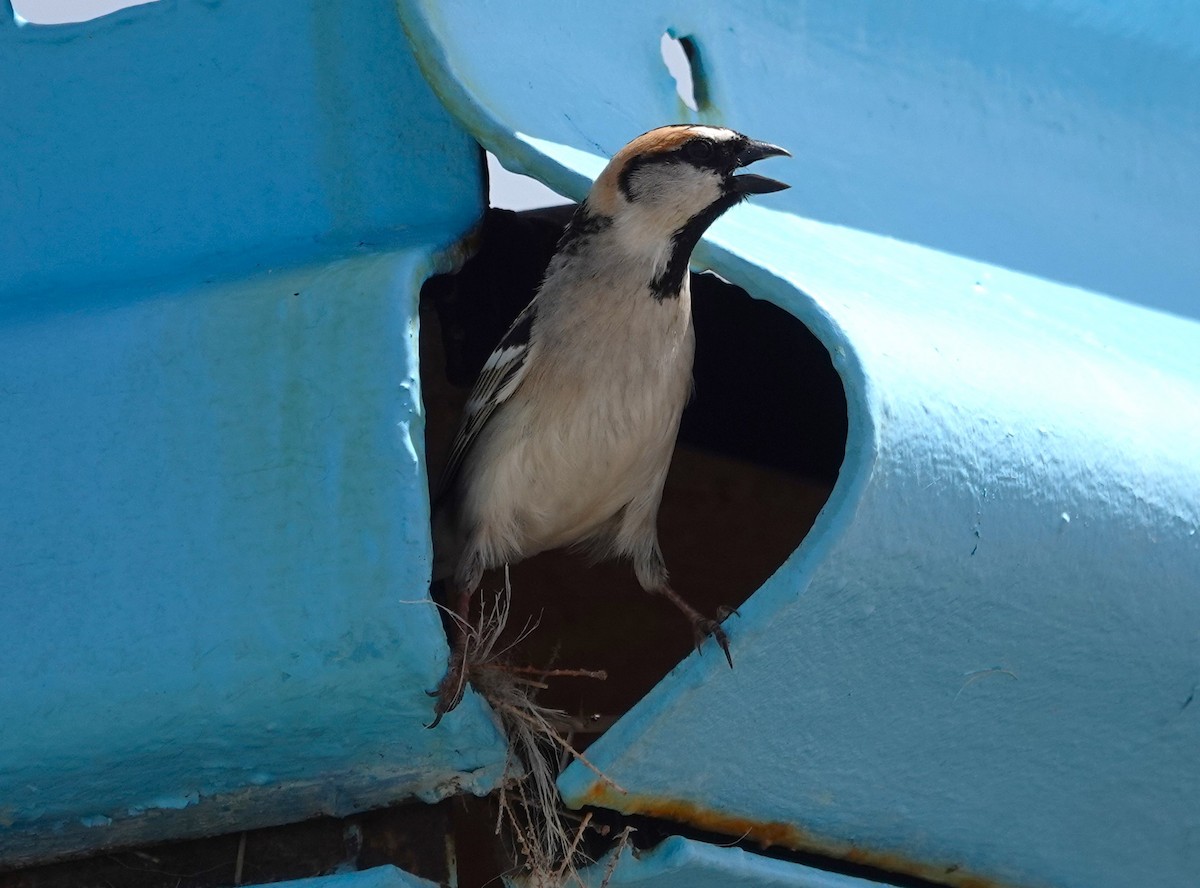 Moineau des saxaouls - ML619887593