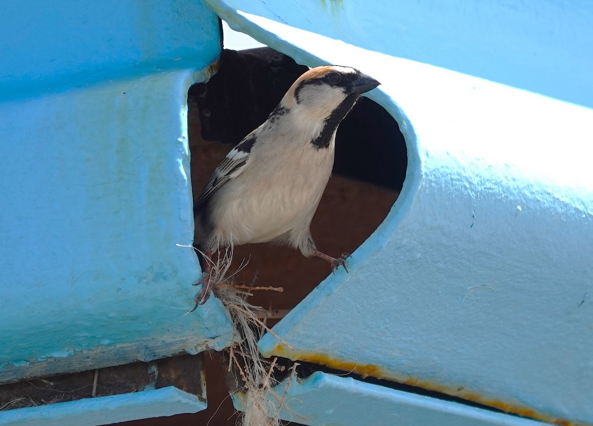 Moineau des saxaouls - ML619887597