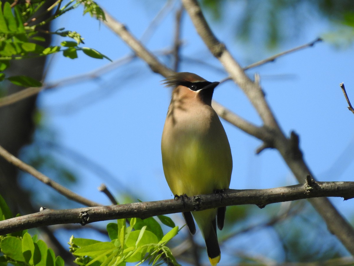 Cedar Waxwing - ML619887599