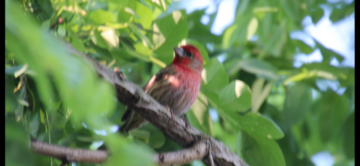 House Finch - ML619887613