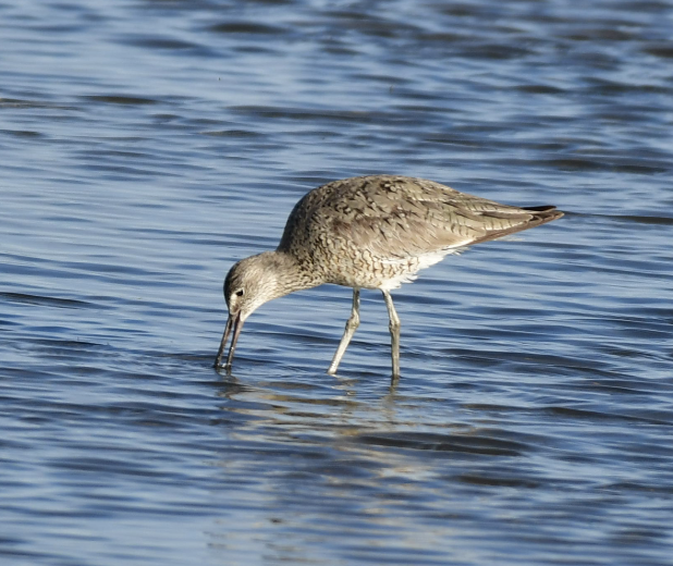 Willet - ML619887641