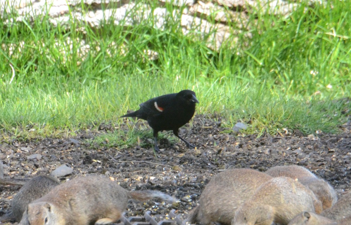 Tricolored Blackbird - ML619887656