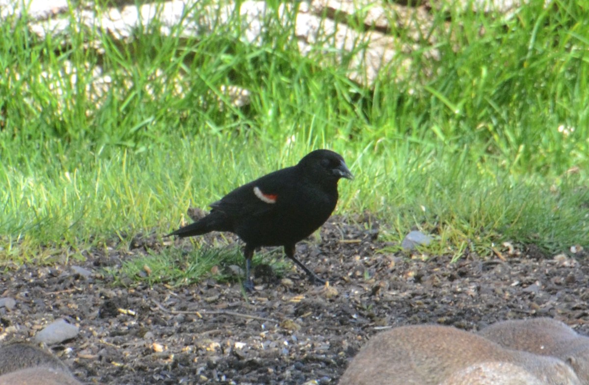 Tricolored Blackbird - ML619887657