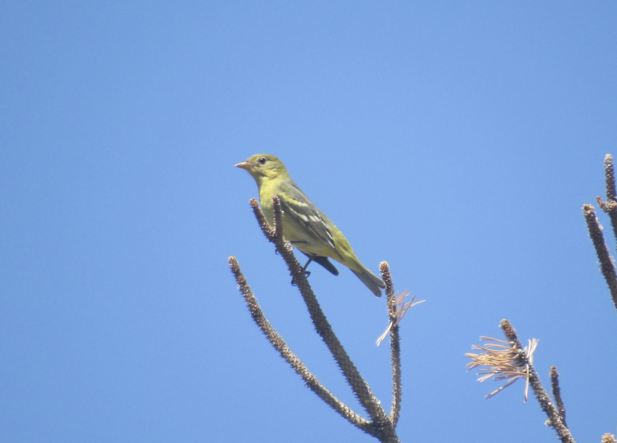 Western Tanager - ML619887692
