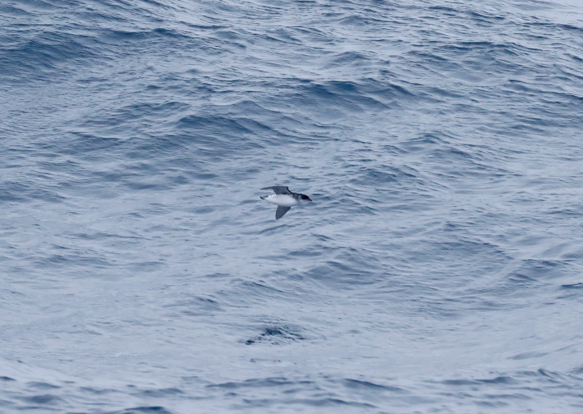 South Georgia Diving-Petrel - ML619887693