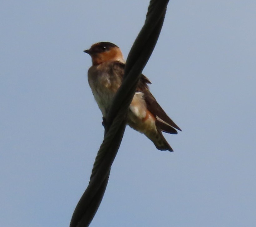 Cave Swallow - ML619887694