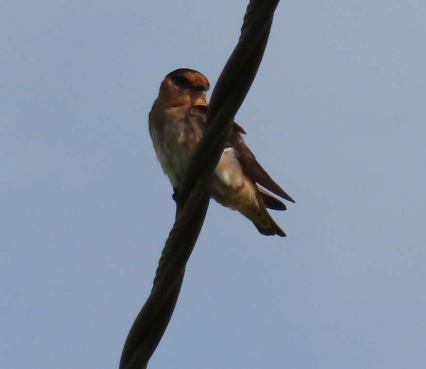 Cave Swallow - ML619887695