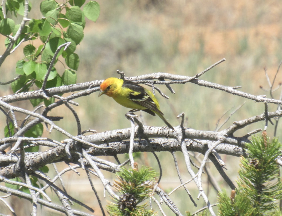 Western Tanager - ML619887697
