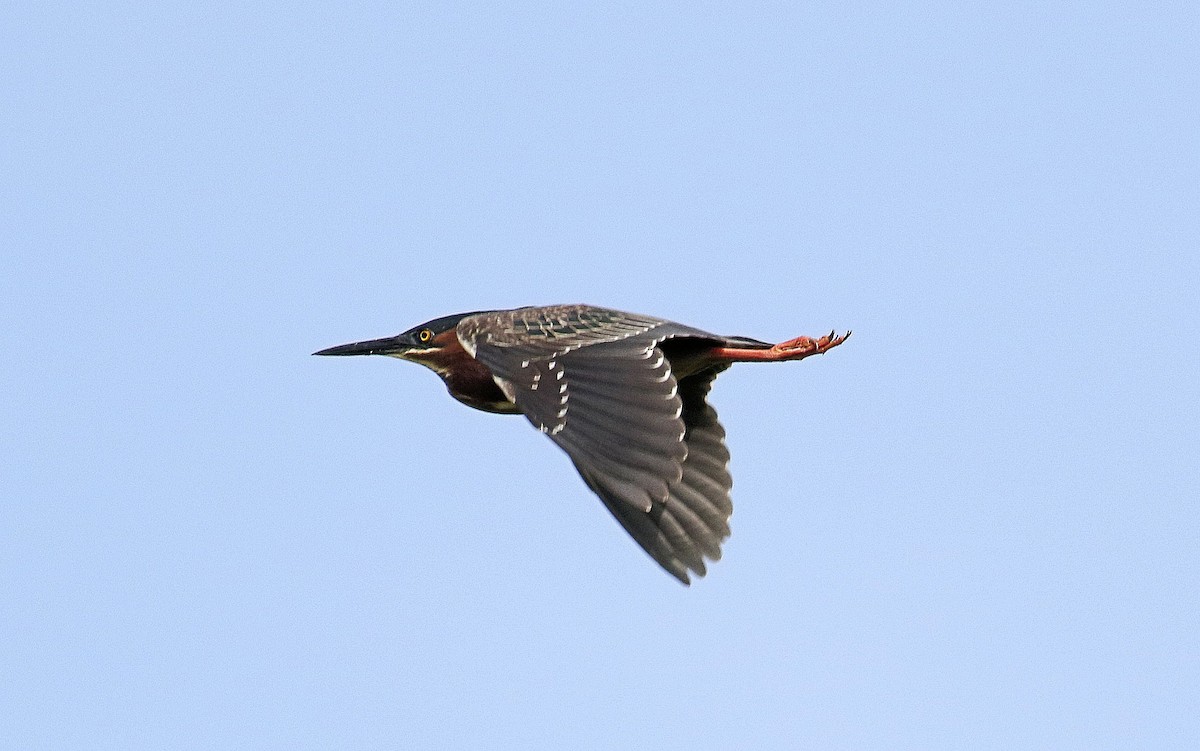 Green Heron - ML619887712