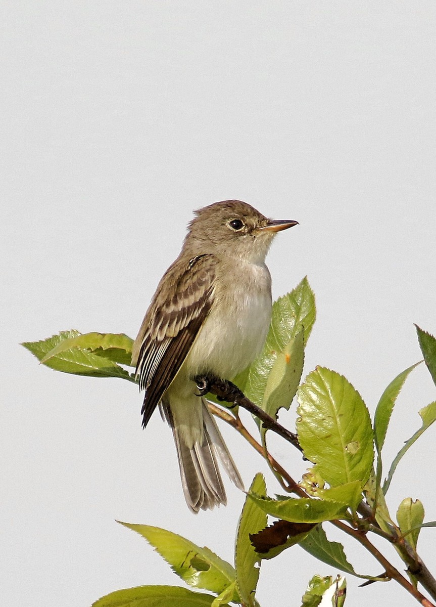 Willow Flycatcher - ML619887725