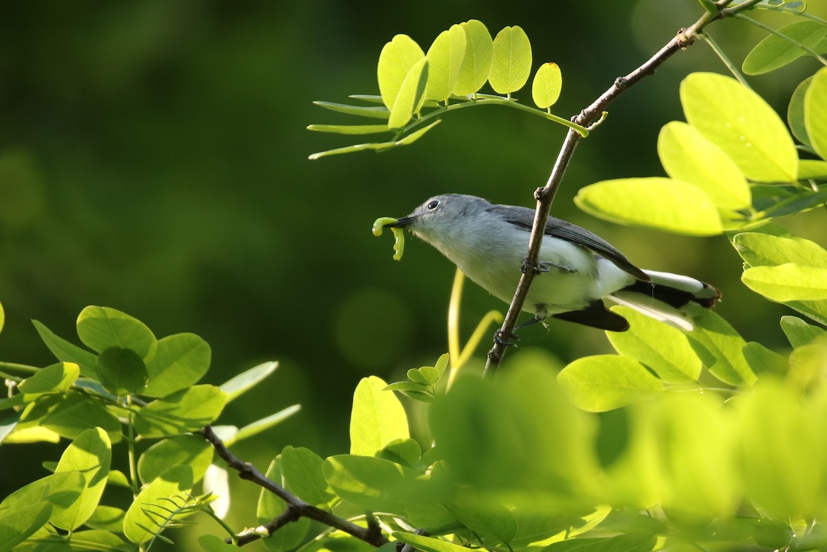 Blue-gray Gnatcatcher - ML619887738