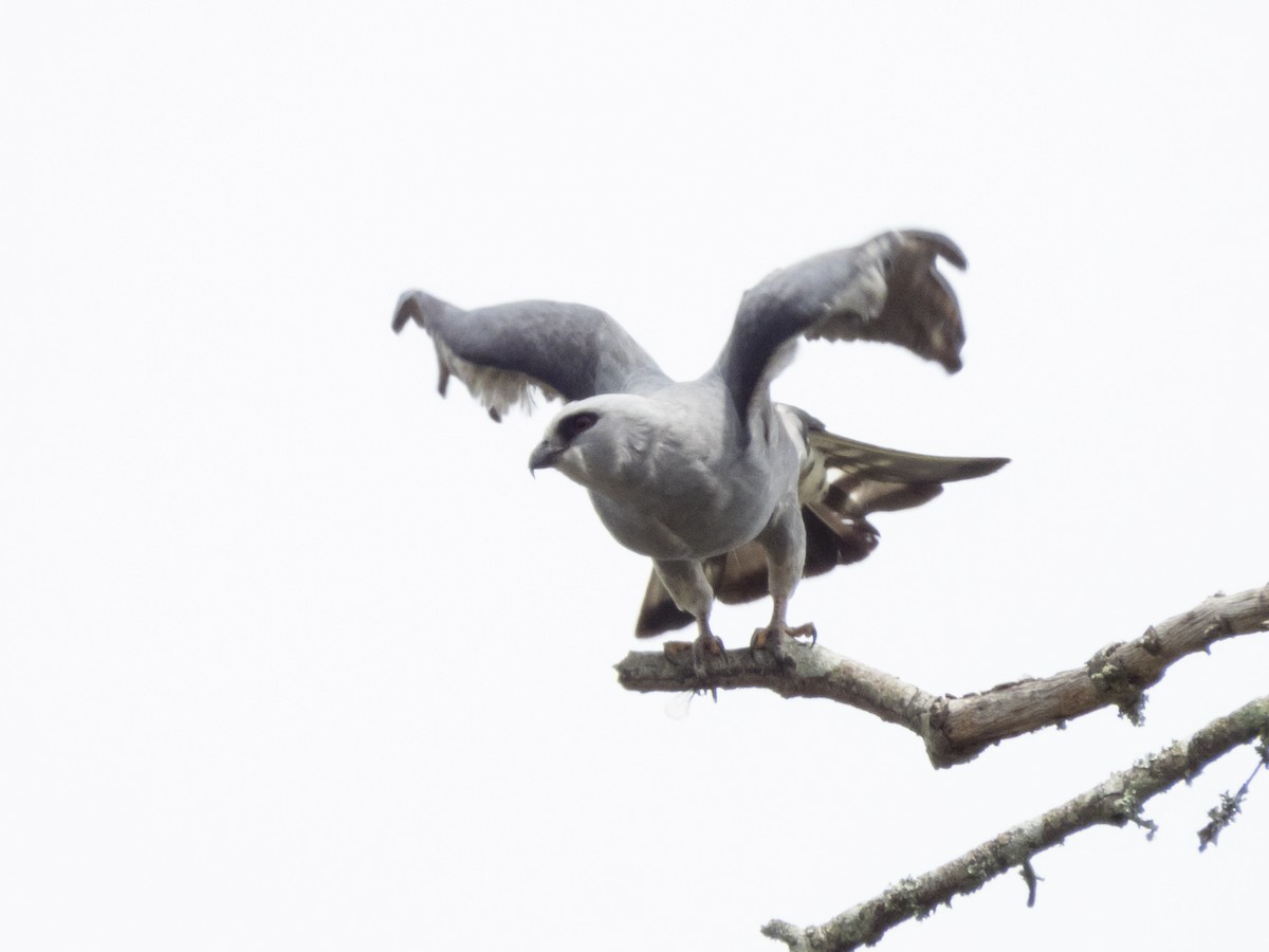 Mississippi Kite - ML619887747