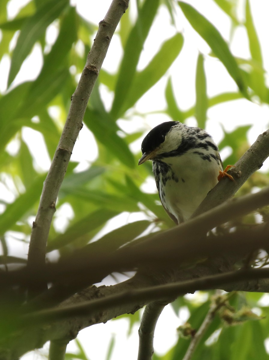 Blackpoll Warbler - ML619887751