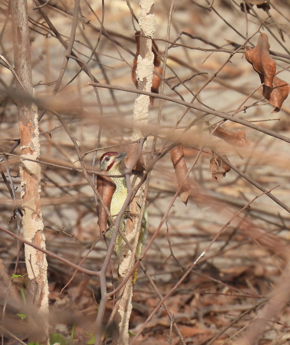 Fine-spotted Woodpecker - ML619887768
