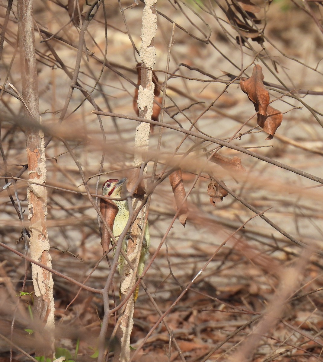 Fine-spotted Woodpecker - ML619887769