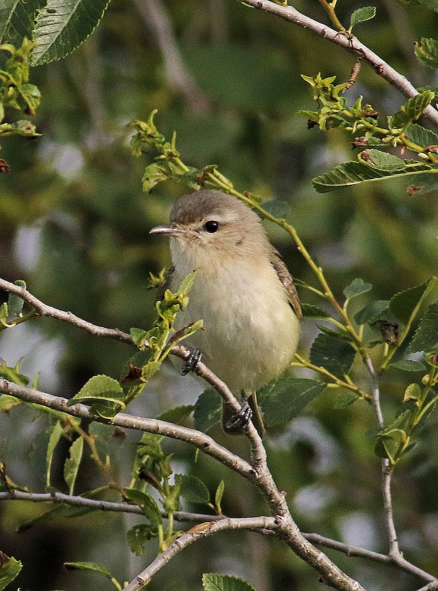 Warbling Vireo - ML619887787