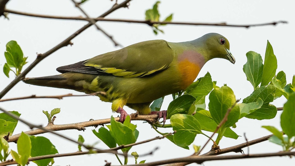 Orange-breasted Green-Pigeon - ML619887790