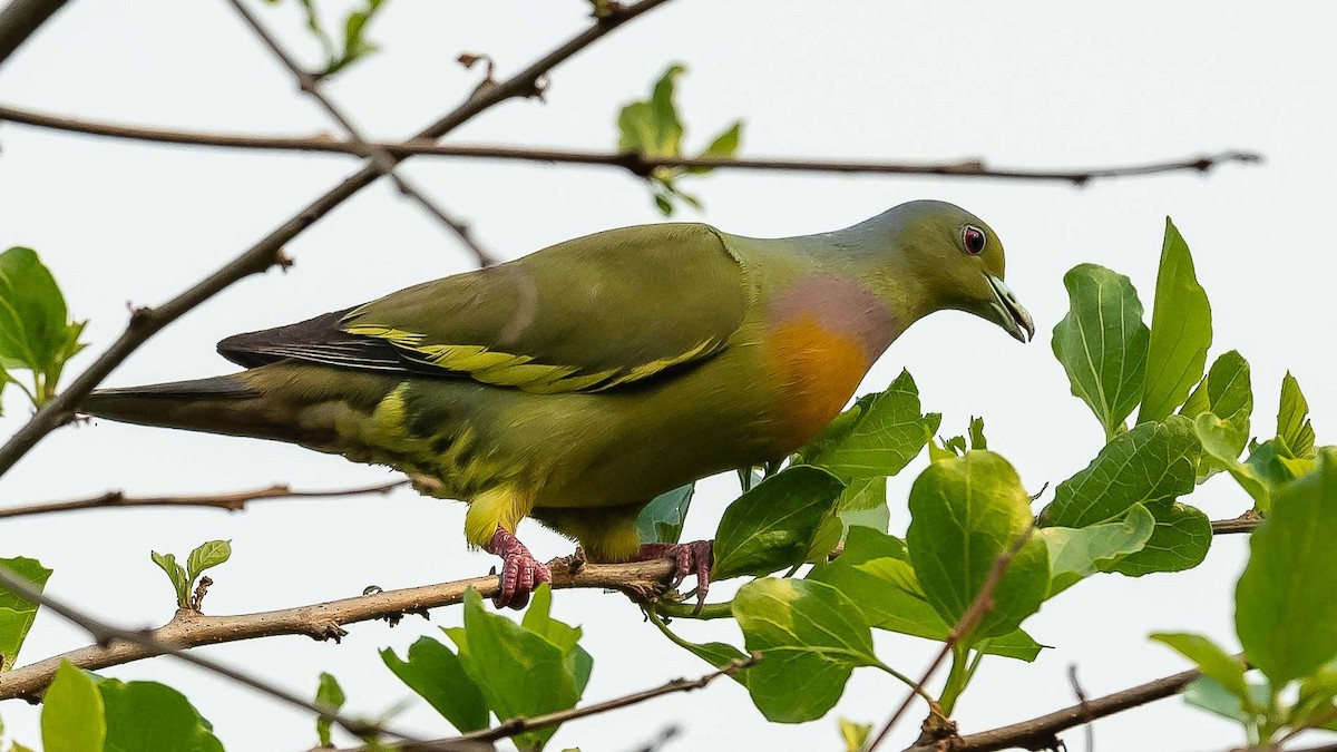 Orange-breasted Green-Pigeon - ML619887791