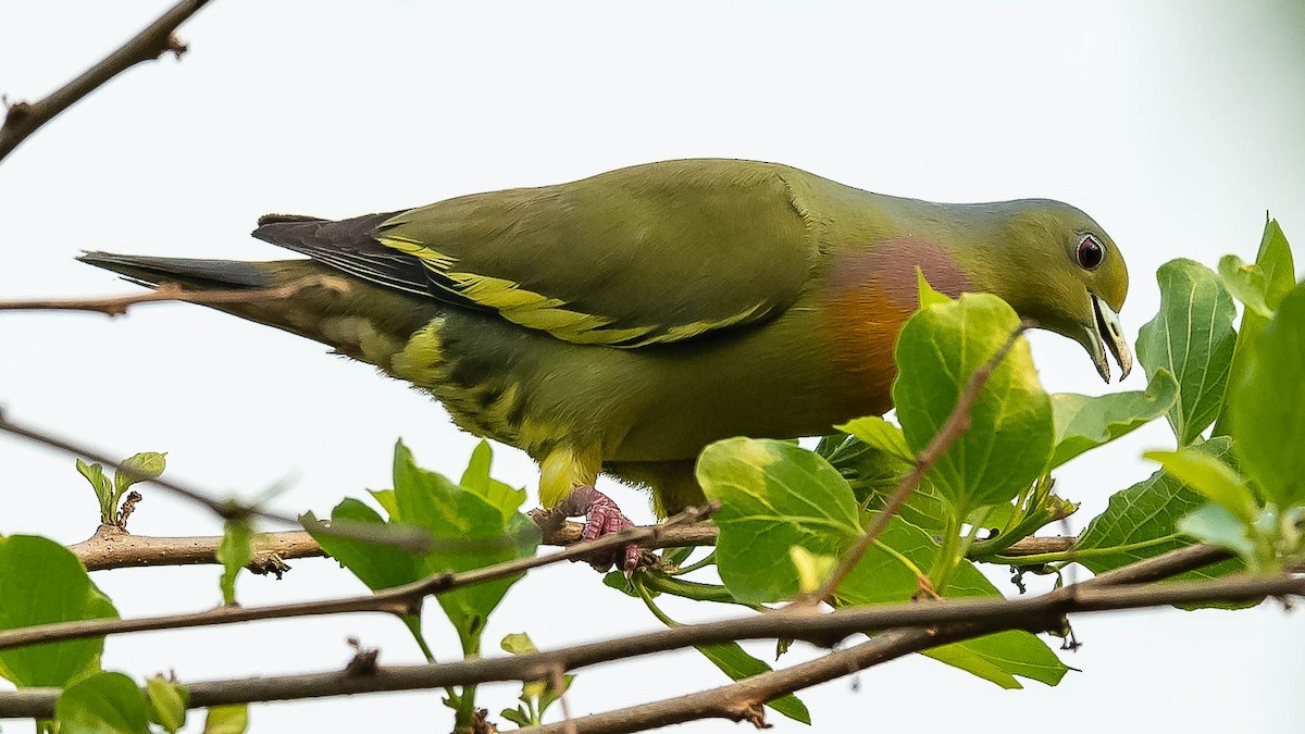 Orange-breasted Green-Pigeon - Jean-Louis  Carlo