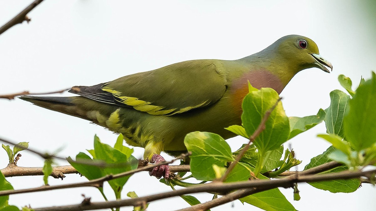 Orange-breasted Green-Pigeon - ML619887795