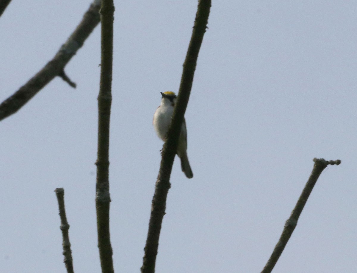 Chestnut-sided Warbler - ML619887800