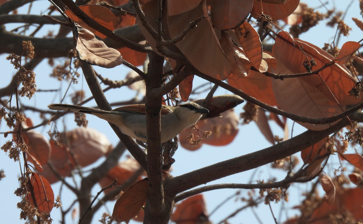 Black-crowned Tchagra - ML619887814