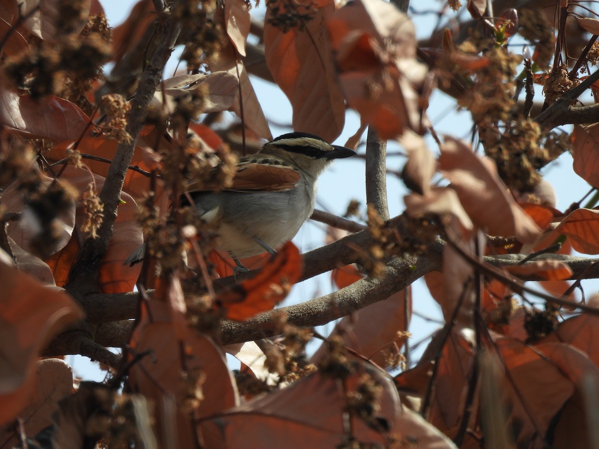 Black-crowned Tchagra - ML619887815