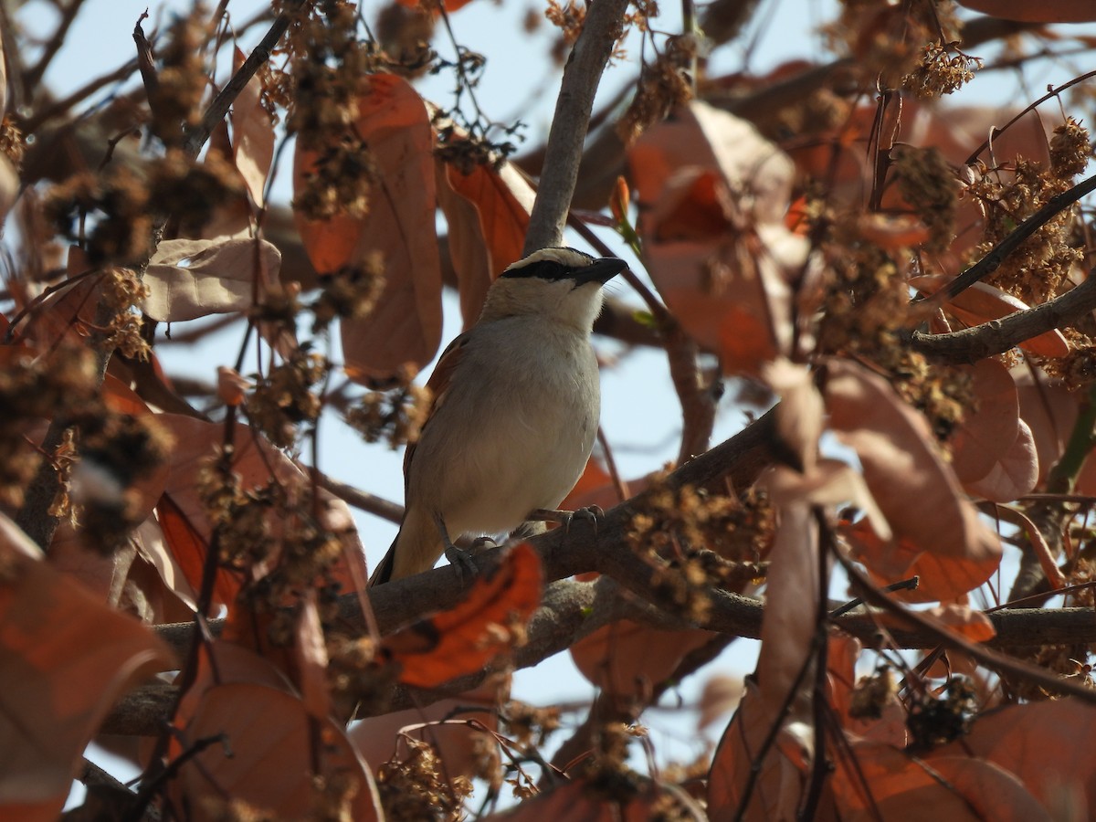 Black-crowned Tchagra - ML619887816