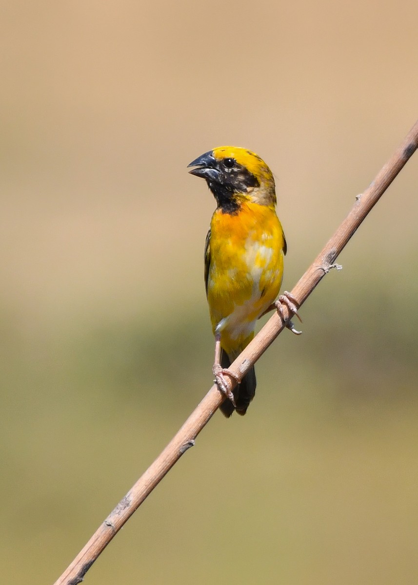 Asian Golden Weaver - ML619887822