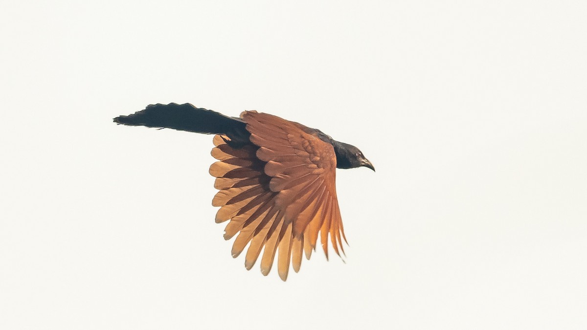 Greater Coucal - ML619887824