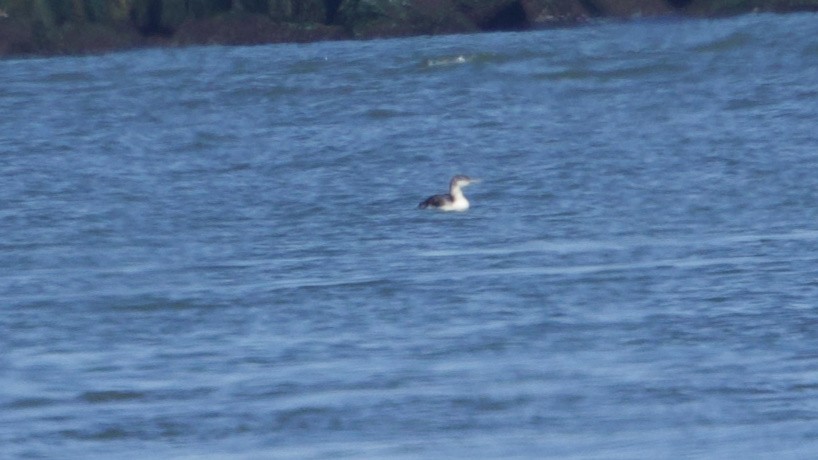 loon sp. - ML619887831