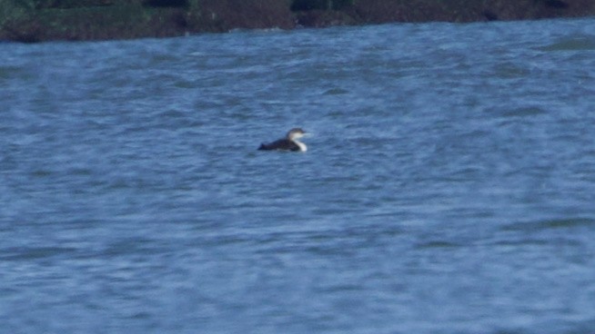 loon sp. - ML619887833