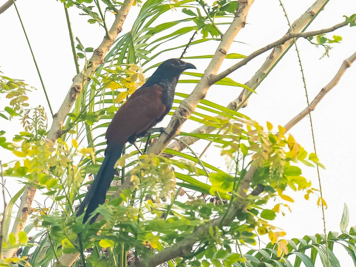 Greater Coucal - ML619887835