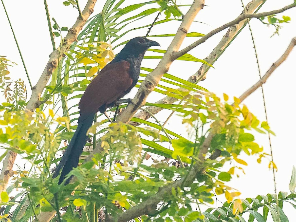 Greater Coucal - ML619887838